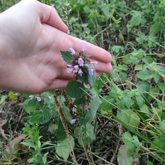 Ballota nigra