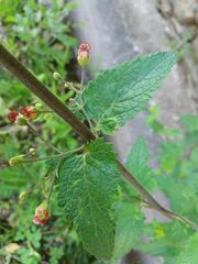 Scrophularia scorodonia
