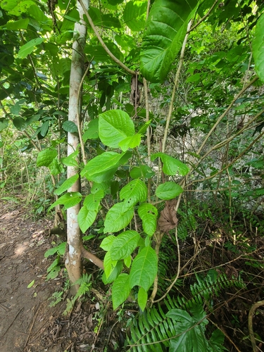 Pisonia horneae, photograph 2