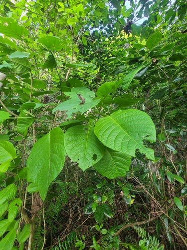 Pisonia horneae, photograph 3