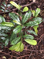 Elaeocarpus eumundii