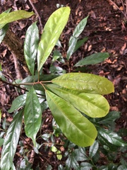 Elaeocarpus eumundii