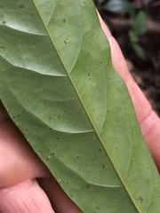 Elaeocarpus eumundii