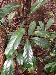 Elaeocarpus eumundii