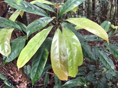 Elaeocarpus eumundii