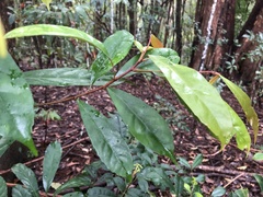 Elaeocarpus eumundii