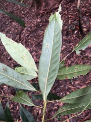 Elaeocarpus kirtonii