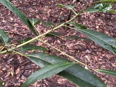 Elaeocarpus kirtonii