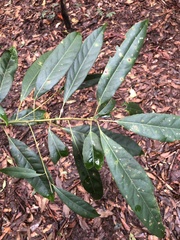 Elaeocarpus kirtonii