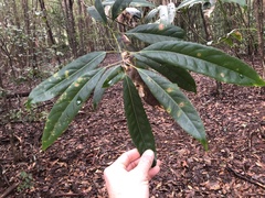 Elaeocarpus kirtonii