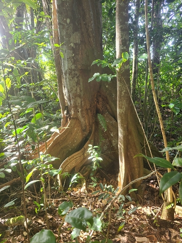 Image of Pterocarpus officinalis by (c) ritirene, some rights reserved (CC BY)