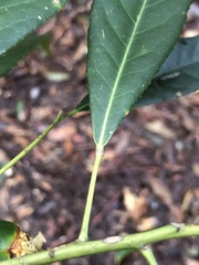 Elaeocarpus kirtonii