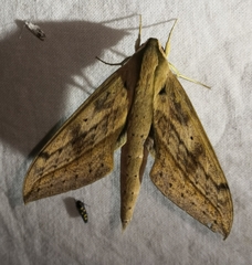Xylophanes anubus