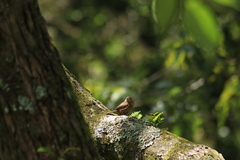 Troglodytes aedon brunneicollis