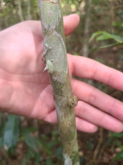 Zanthoxylum martinicense