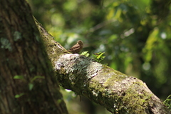 Troglodytes aedon brunneicollis