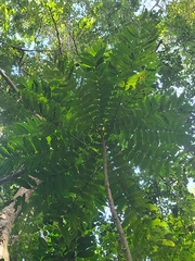 Zanthoxylum martinicense