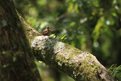 Troglodytes aedon brunneicollis