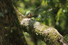 Troglodytes aedon brunneicollis