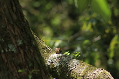 Troglodytes aedon brunneicollis