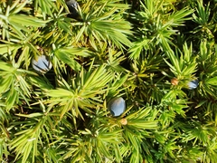 Juniperus rigida conferta
