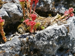 Sedum atratum