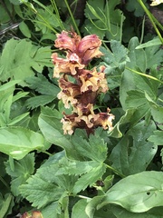 Orobanche pancicii