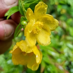Hypericum oblongifolium