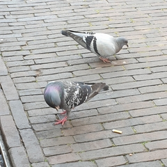 Columba livia domestica