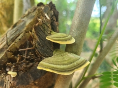 Trametes maxima