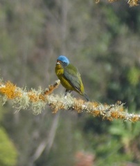 Chlorophonia musica musica