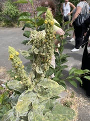 Verbascum thapsus