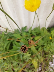 Papaver croceum