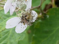 Andrena dorsata