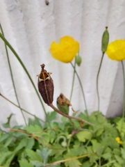 Papaver croceum