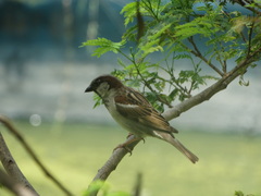 Passer domesticus
