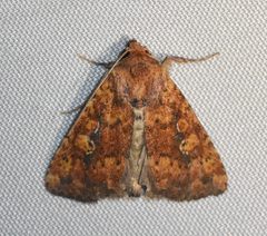 Perigea xanthioides