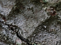 Opegrapha vermicellifera