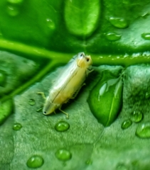 Sophonia longitudinalis