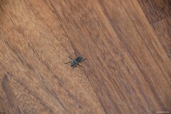 Brachyderes lusitanicus