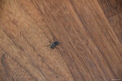 Brachyderes lusitanicus