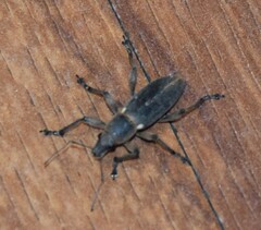 Brachyderes lusitanicus