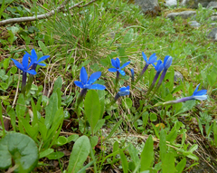 Gentiana brachyphylla brachyphylla