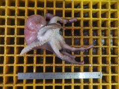 Graneledone verrucosa