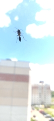 Sceliphron curvatum