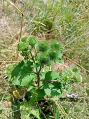 Arctium nemorosum