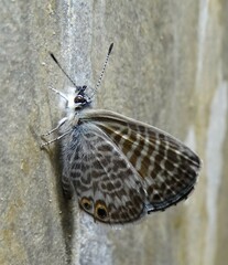 Leptotes marina