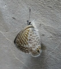 Leptotes marina