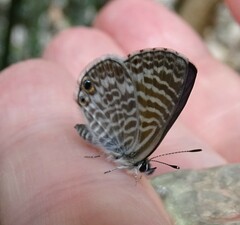 Leptotes marina