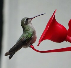 Cynanthus latirostris